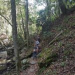 Hiker on a narrow forest trail between trees and a rocky stream.