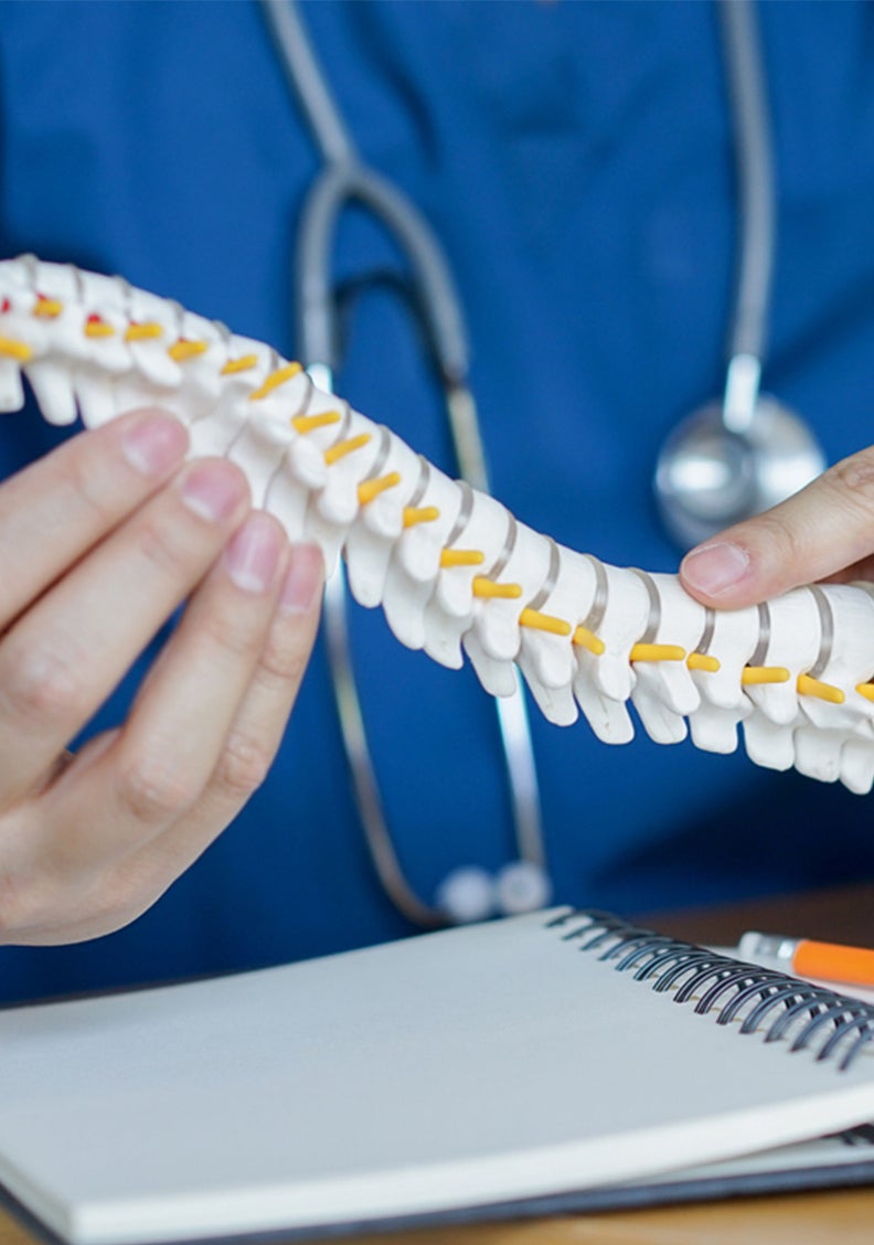 Hands pointing at model of spine